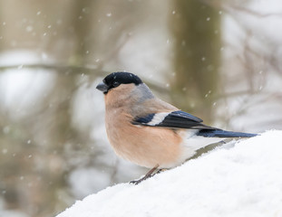 Bullfinch