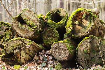 Bemooste Baumstämme