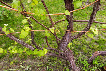 vine at their summer cottage