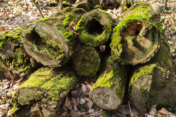 Gestapelte St&auml;mme