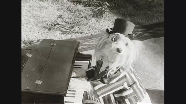 Dogs rehearse for a play specifically made for dogs in 1931.