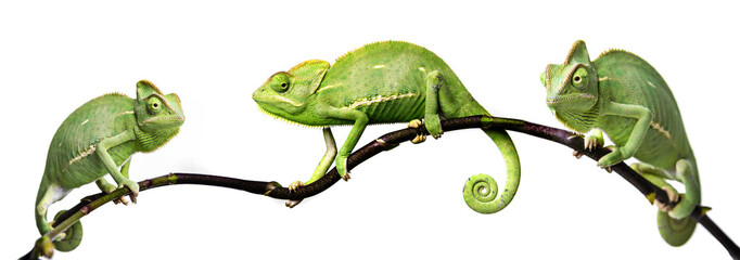 chameleon - Chamaeleo calyptratus on a branch