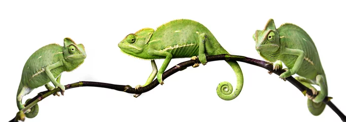 Peel and stick wall murals Chameleon chameleon - Chamaeleo calyptratus on a branch