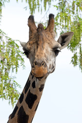 Giraffe portrait