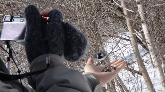 M&eacute;sange &agrave; t&ecirc;te noire