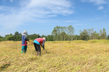 Naklejka na ściany i meble Thai farmer harvesting rice in the rice field