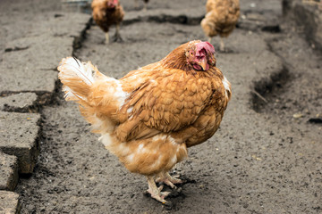 Hen in the hen yard