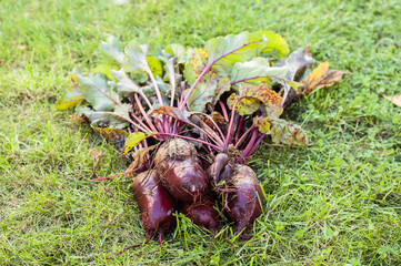 Ripe beetroots vegetables for soup on green grass in autumn gard