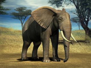 Obraz na płótnie Canvas Elephant