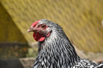 Hen walking on the barnyard. Young chicken standig alone on barn yard with the chicken coop