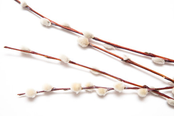 willow branches on a white background © alexander132