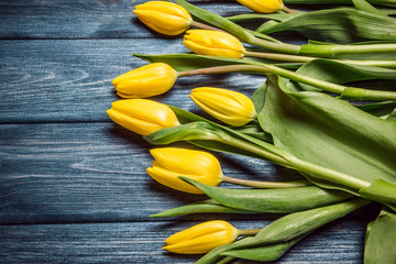 Yellow tulips flowers on blue grunge wood.