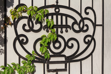 Fototapeta na wymiar Black wrought-iron grille and ivy branch. Architecture