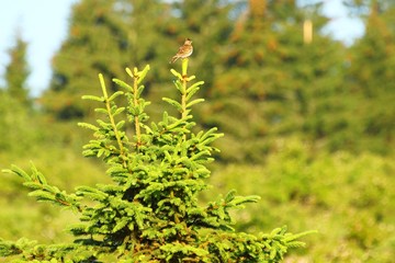 Bird on tree peak