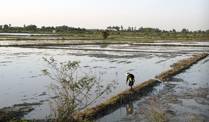 A farmer is working at the rice field in Cambodia