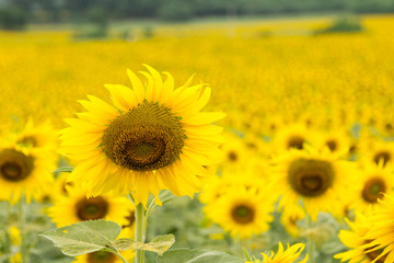 Fototapeta premium Sun flowers.