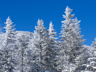 青空背景の樹氷