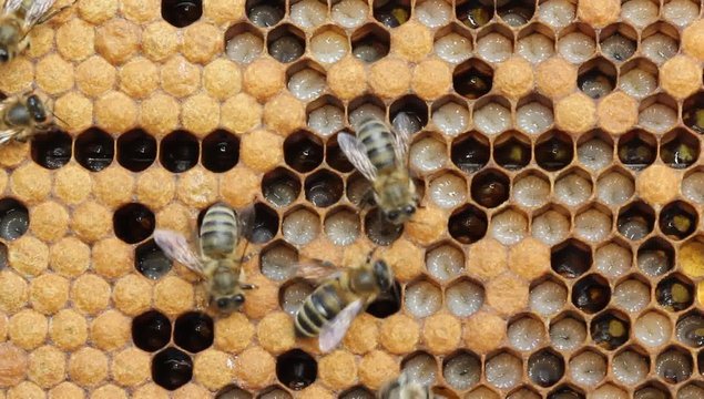Larvae of bees.
Honeycombs are developing larvae of bees – future generation of beneficial insects.