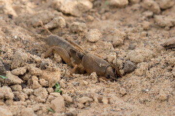 Closeup European mole cricket (Gryllotalpa gryllotalpa) digs the