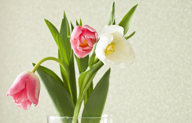  tulips in a glass vase