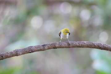 Oriental White-eye
