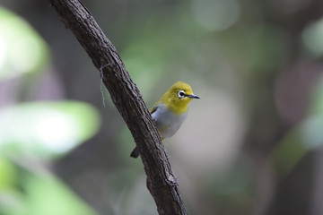 Oriental White-eye