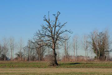 cormorani su un albero