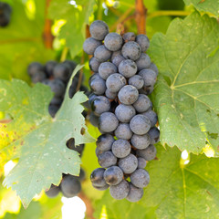 Bunches of red wine grapes