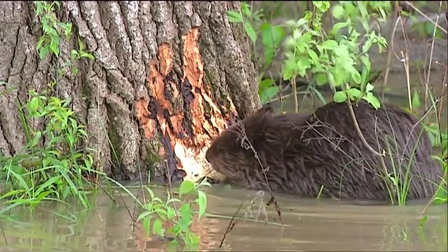 A beaver chews on a tree trunk.