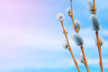 Spring background with pussy-willow branches against the sky
