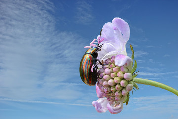 Regenbogen-Blattkäfer (Chrysolina cerealis) auf Tauben-Skabiose (Scabiosa columbaria)   © Schmutzler-Schaub