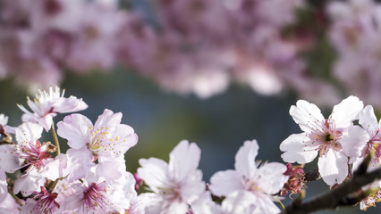 Sakura. Cherry Blossom in Taiwan. Beautiful Pink Flowers