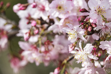 Obraz premium Sakura. Cherry Blossom in Taiwan. Beautiful Pink Flowers