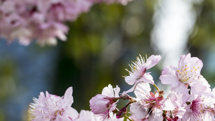 Sakura. Cherry Blossom in Taiwan. Beautiful Pink Flowers