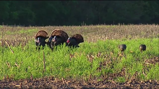 Wild turkeys in the fields.