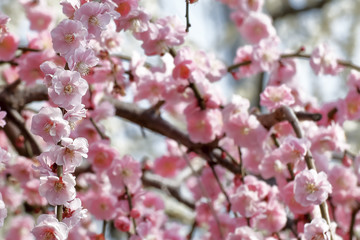 ピンク色のしだれ梅の花