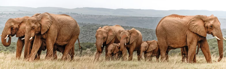 Deurstickers Olifant olifanten kudde