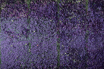 Wall of lavender flowers , artificial flowers , volumetric light , general views , live background, good texture