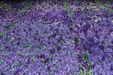 Fototapeta premium Wall of lavender flowers , artificial flowers , volumetric light , general views , live background, good texture