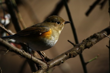 ルリビタキ / 幼鳥