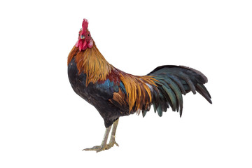 Cock isolated on white background