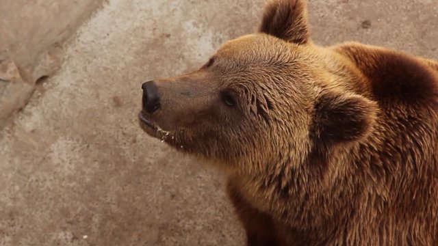 People throwing bread to big funny brown bear. It eating bread from its hand, chewing with appetite