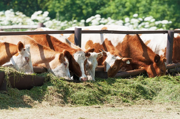 The cows eat silage