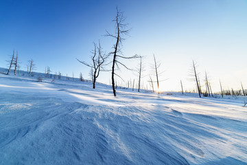 Dried trees on a snowy hillside.