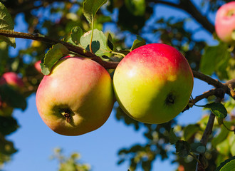 Red apples on the branch of an apple-tree