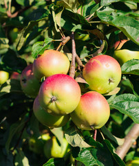 Red apples on the branch of an apple-tree