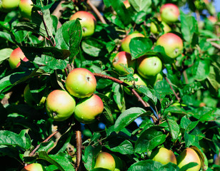 Red apples on the branch of an apple-tree