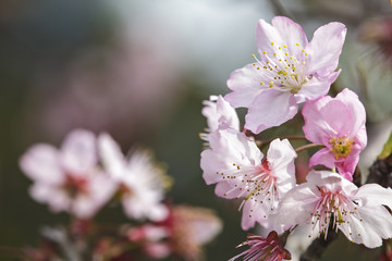 Sakura. Cherry Blossom in Taiwan. Beautiful Pink Flowers