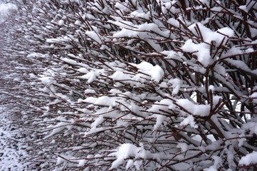 Snowfall on branches during a winter storm