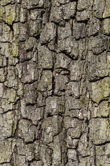 close up of bark of an oak tree